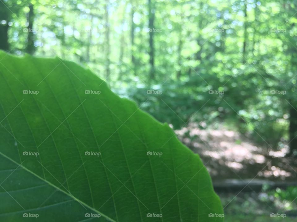 A nice picture of a leaf.
