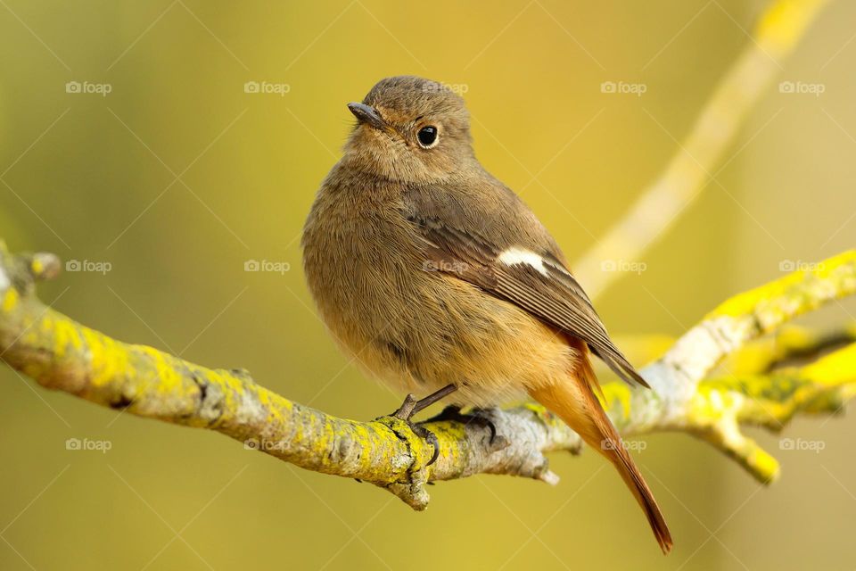 Beautiful and cute bird