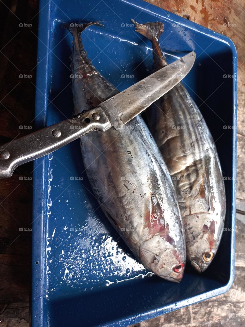 Fish that is ready to be sliced ​​or cooked