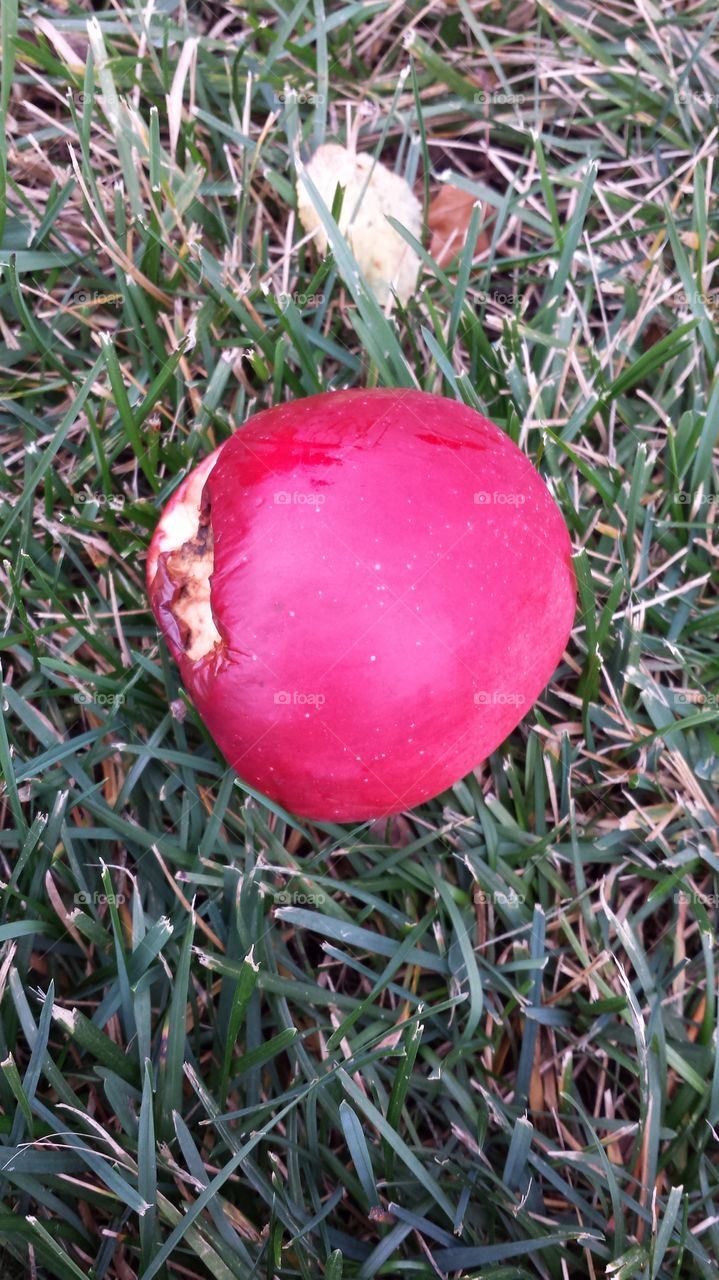 Fallen Apple