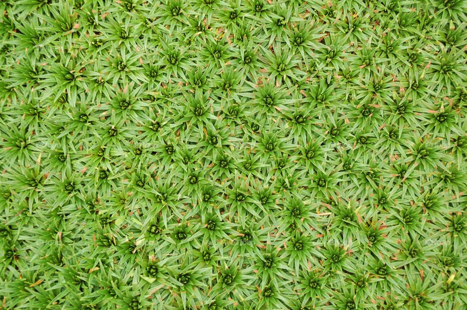 Evergreen mountain grass