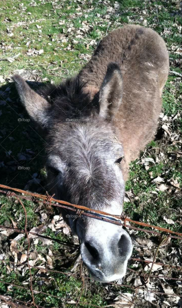 Little donkey. Taken on a farm where I worked.