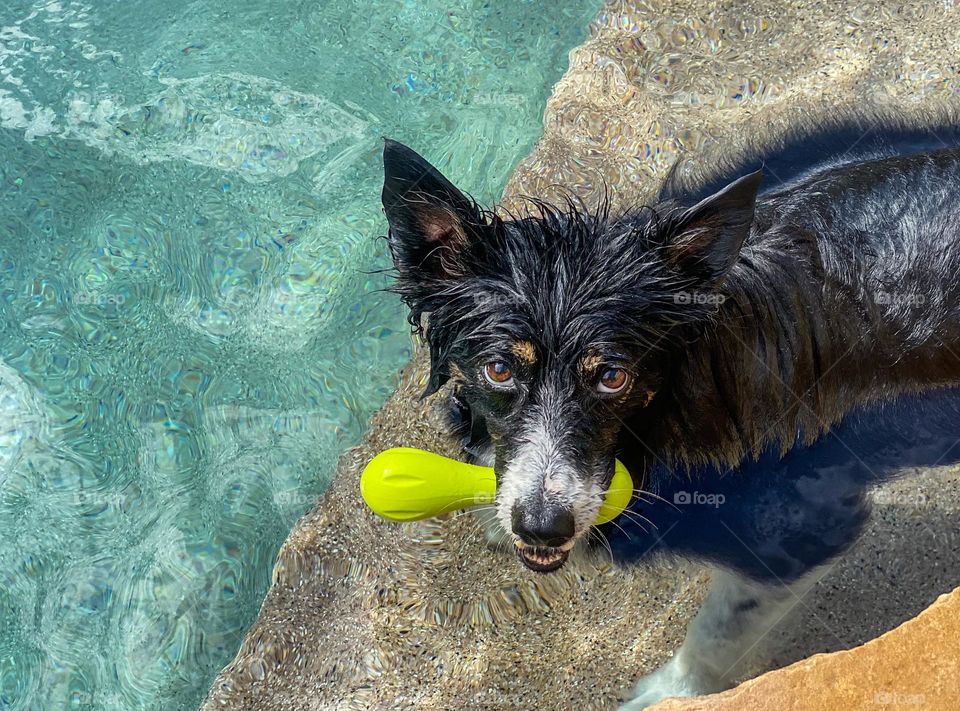 High angle view of a border collie in a swimming pool