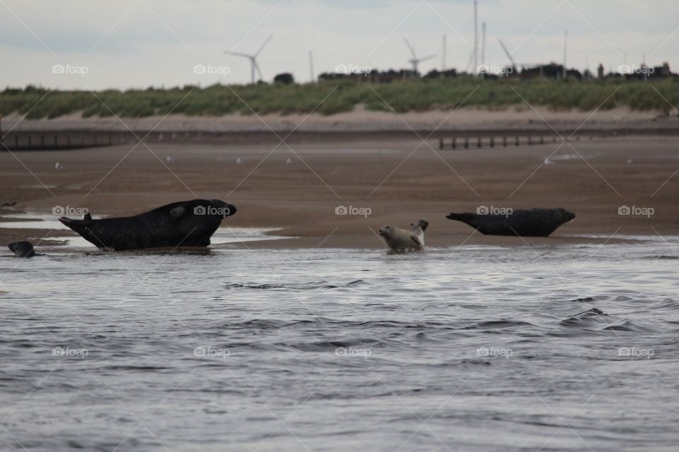 Water, No Person, Sea, Ocean, Whale