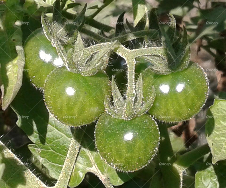 little little green green tomato