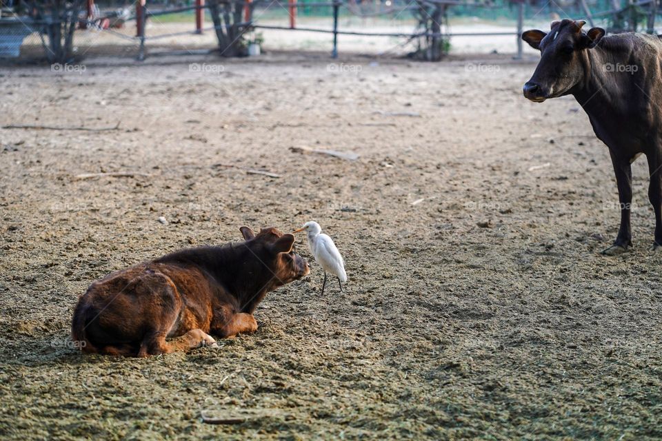 Editor’s choice. Photo of the week 