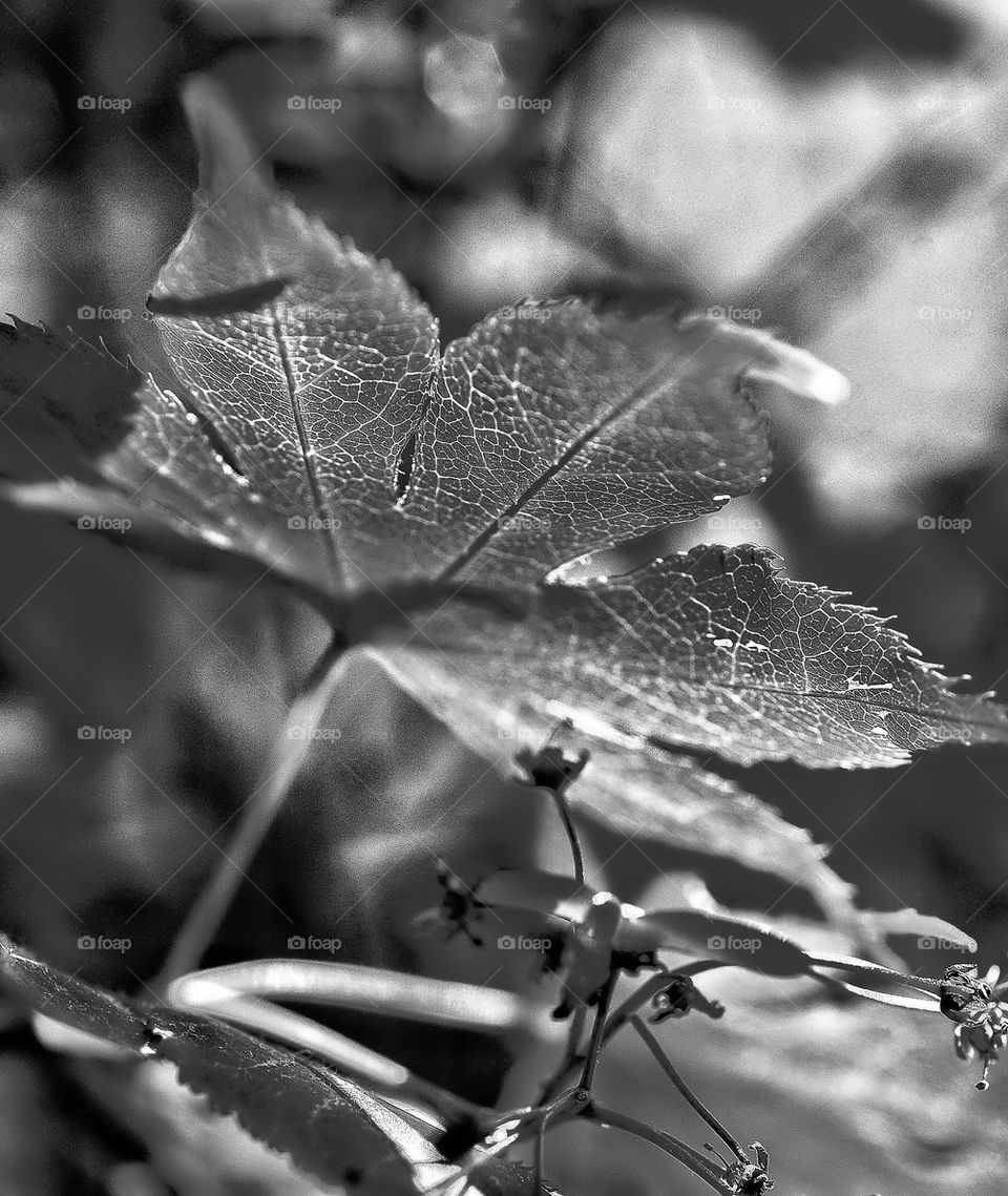 spring tree leaf black and white by pitikelebek