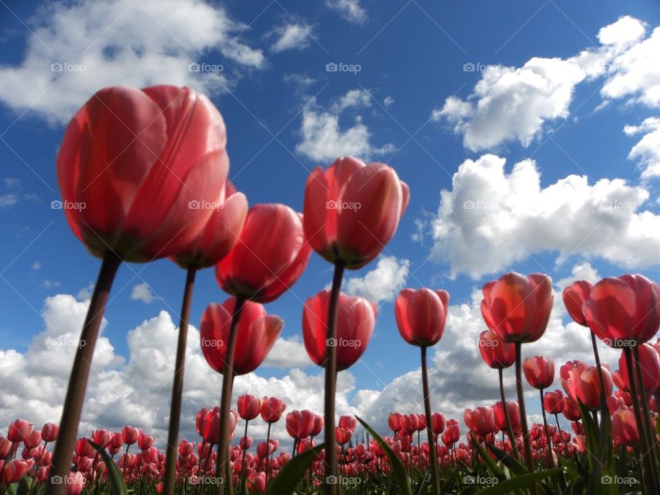 Pink Tulip Field