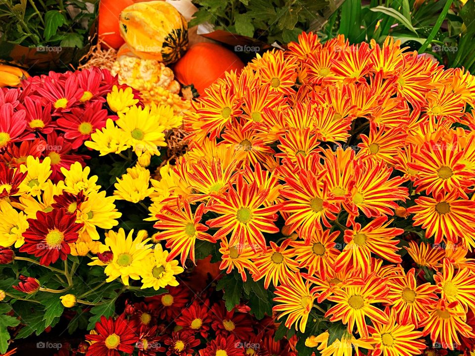 Battle: Summer vs Fall - If Chrysanthemum (Queen of Fall Flowers) have appeared it must be fall: those stunning golds, pinks and burgundies,the tight petals on blooms are so numerous they practically hide the plant's foliage