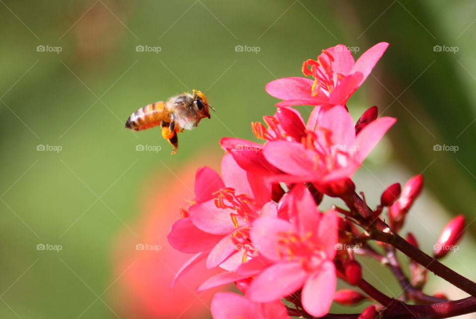 Flying bee into pink flowers