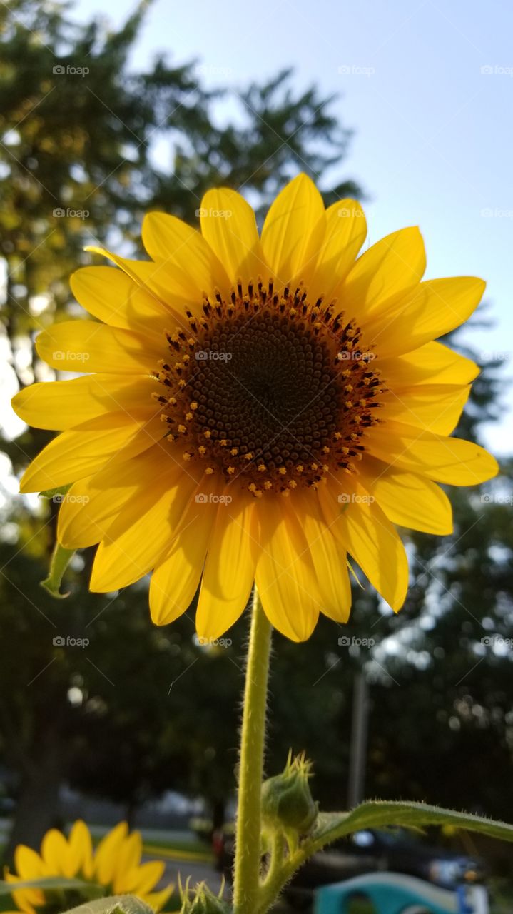 sunflower