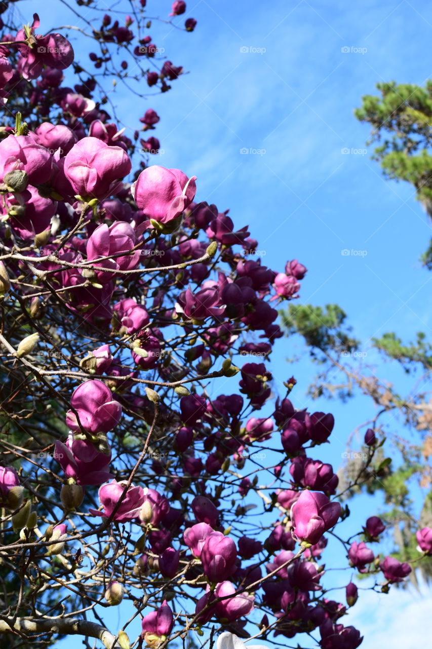 Magnolias in Bloom