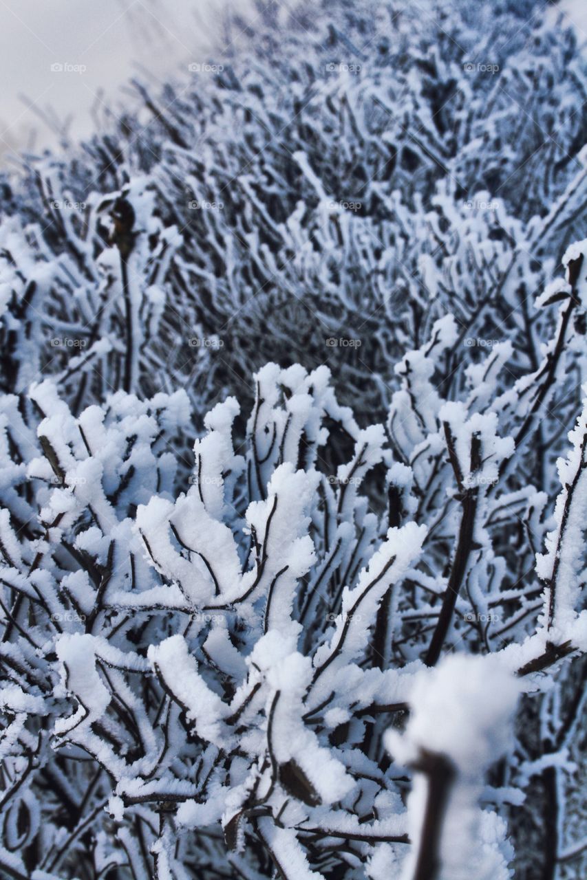 Branches and snow