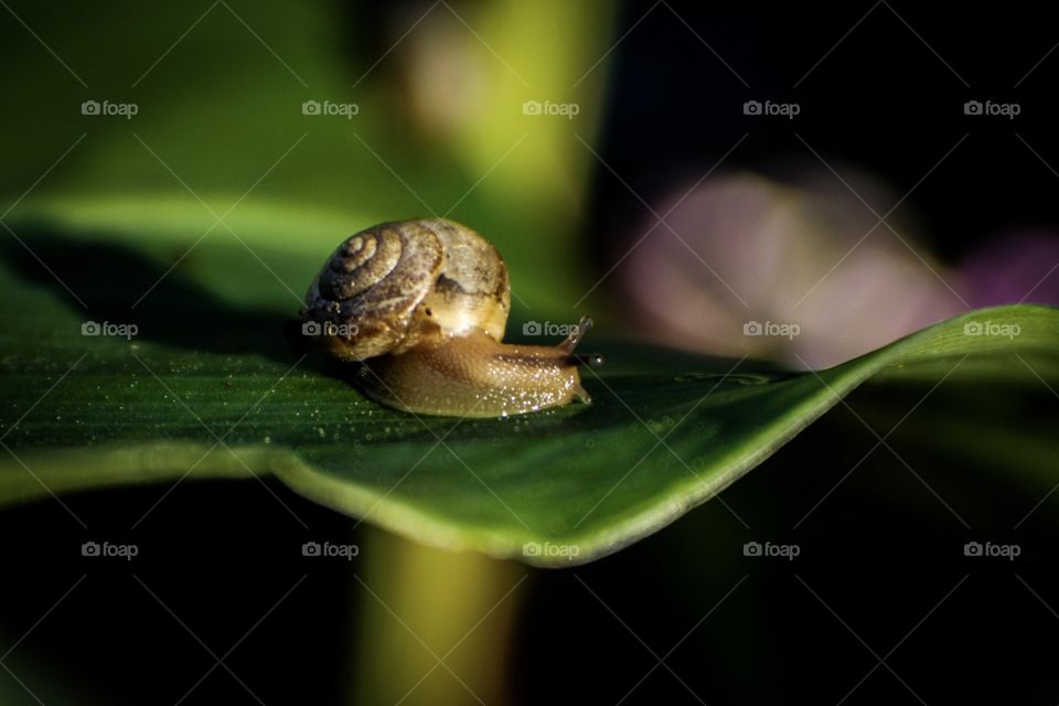 Slowly turning a new leaf