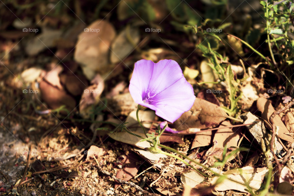 A small pink flower grown between many weeds and earth.