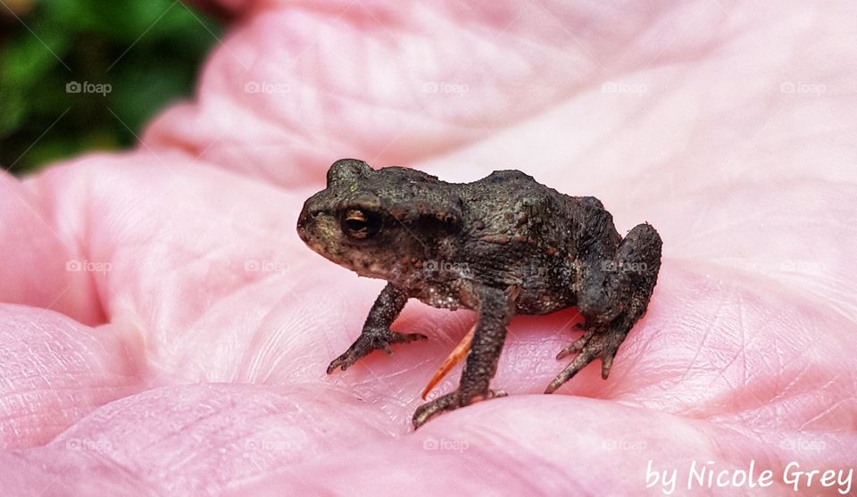 a baby toad