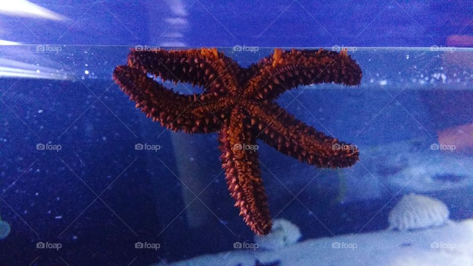 starfish in an aquarium