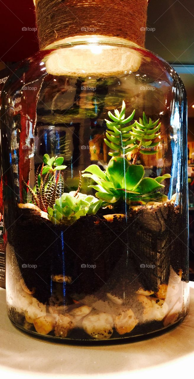 Plants in the glass container 