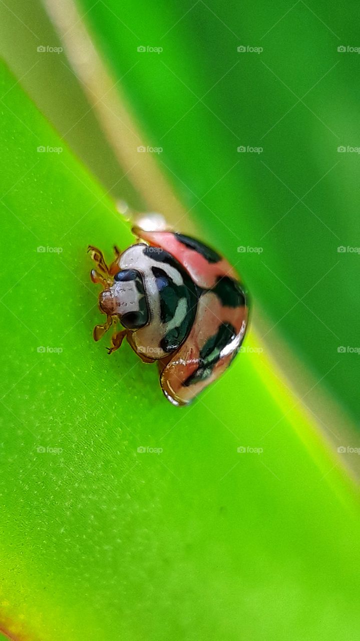 capturing ladybug through macro lens