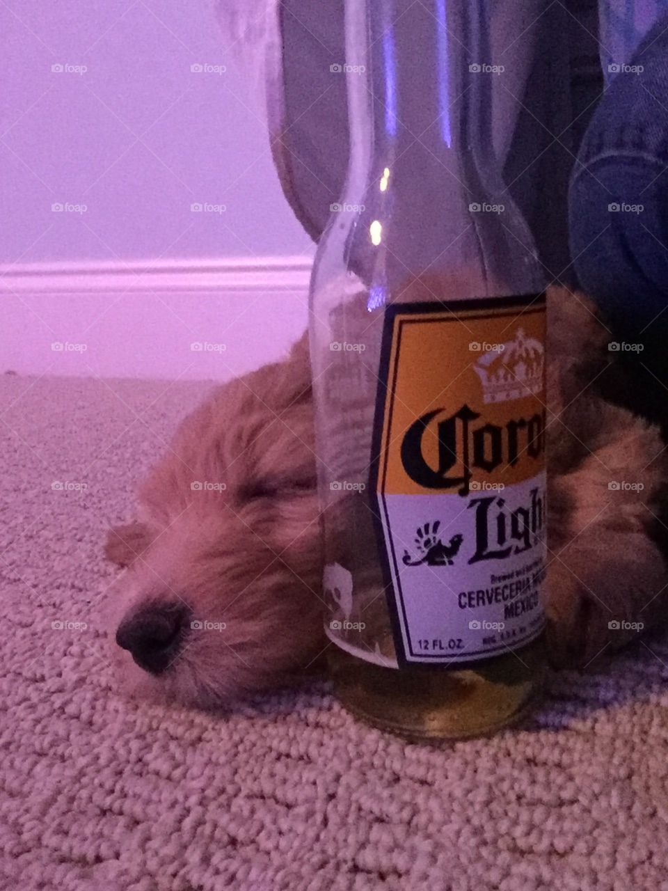 Puppy with beer
