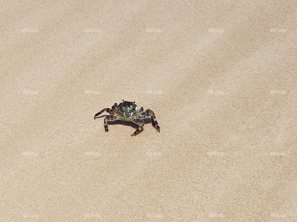 Crab in Haiti