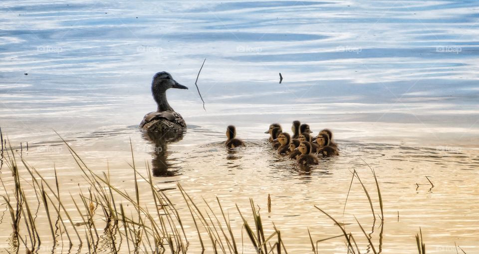 Duck and ducklings St Lawrence river Varennes Québec 