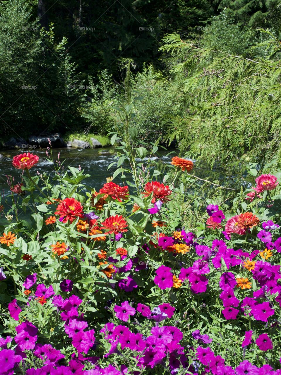 Summer vacation in the Oregon forest 