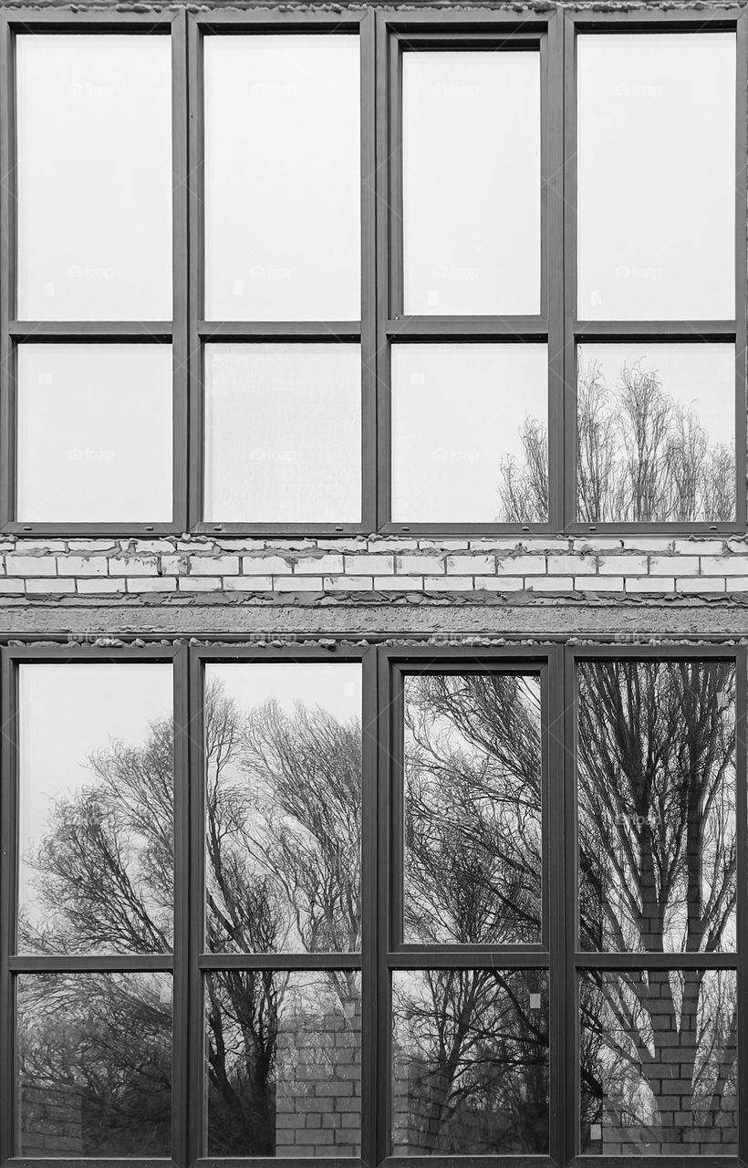 trees reflected in the windows