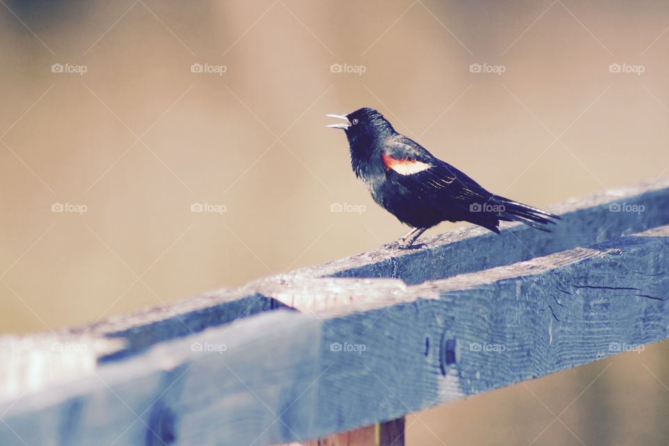 Red winged blackbird 