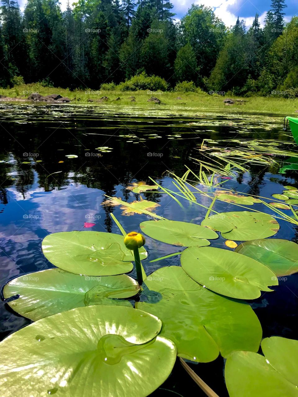 Lily pads with flower 