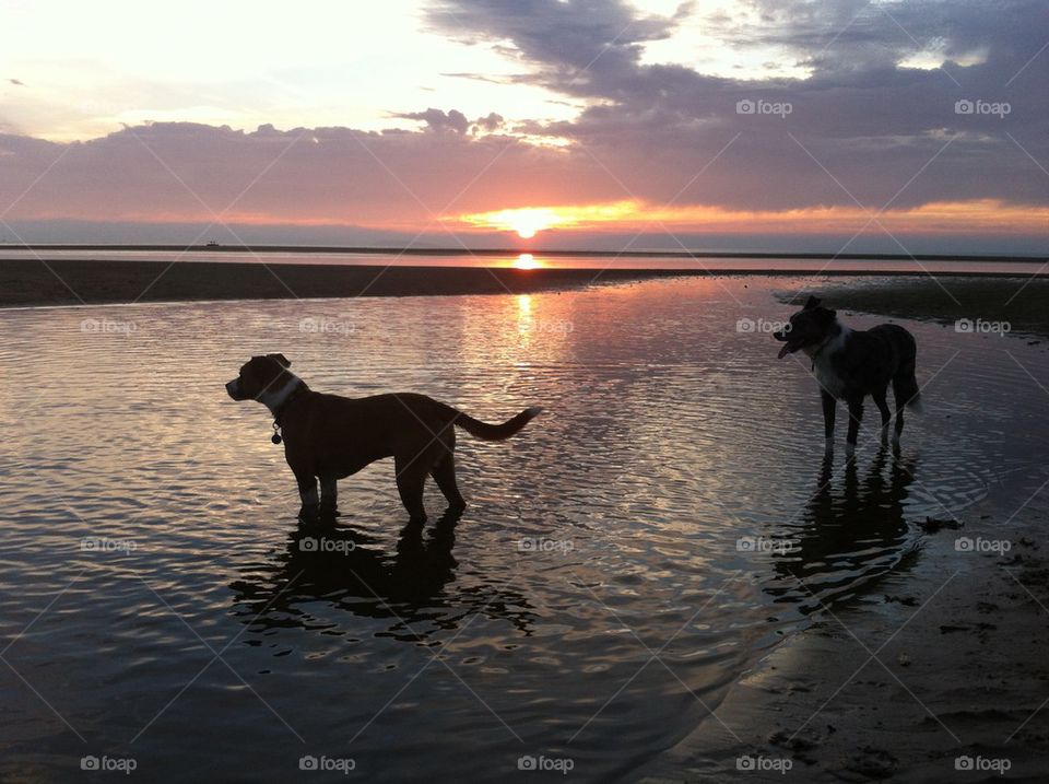 Dogs on beach 2