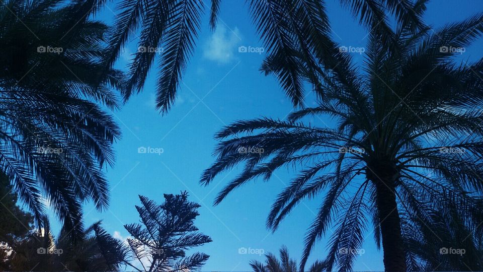 Palm trees♡