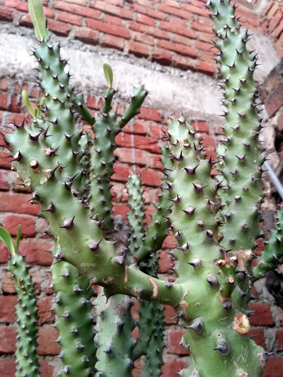 cactus plant very sharp branch