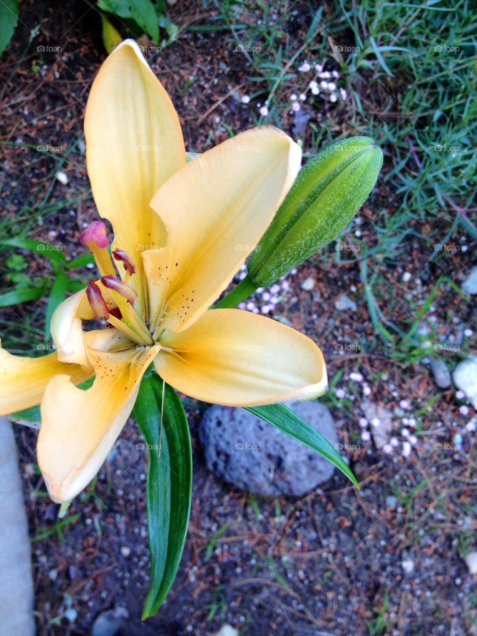 LILY DAY LILY IN GARDEN