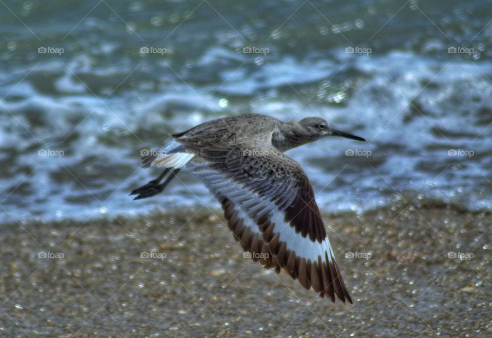 Bird kid flight on the beach in Coronado, California 
