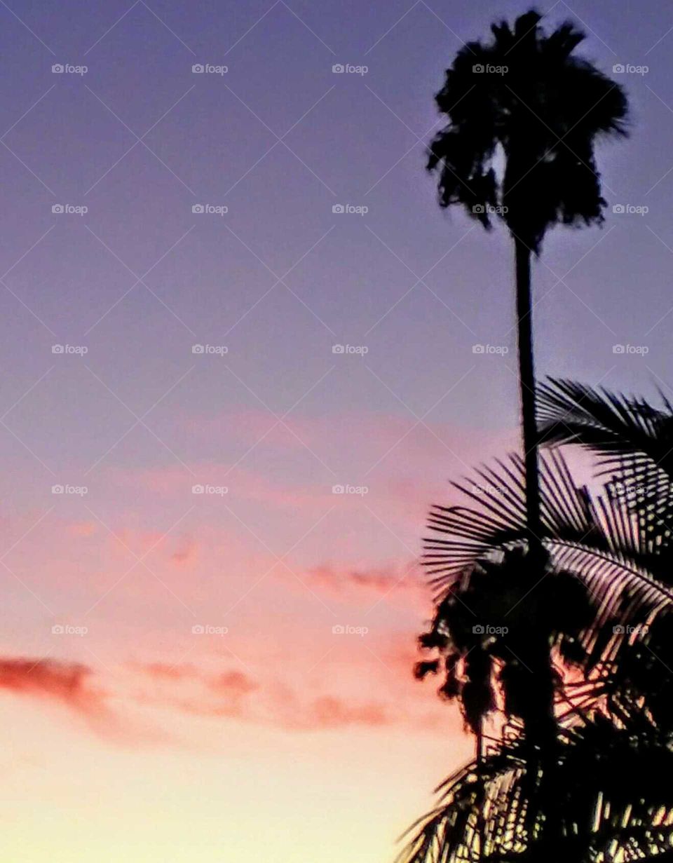 Silhouettes of Palm and Flora at Dusk