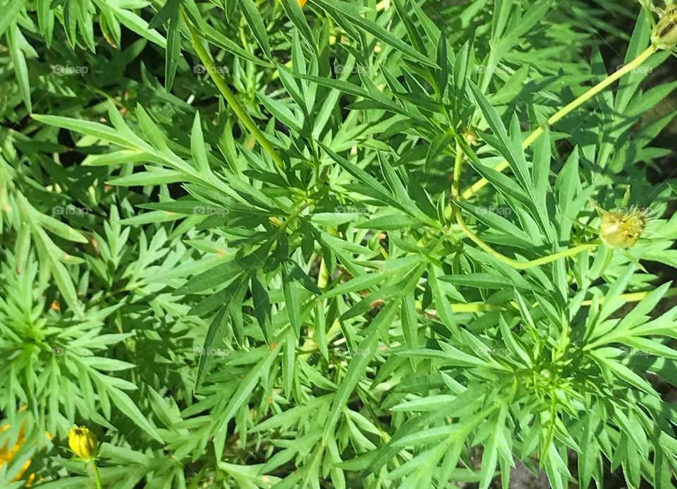 closeup of small green leaves in the garden