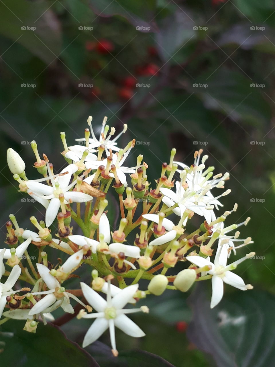 No Person, Flower, Tree, Nature, Leaf