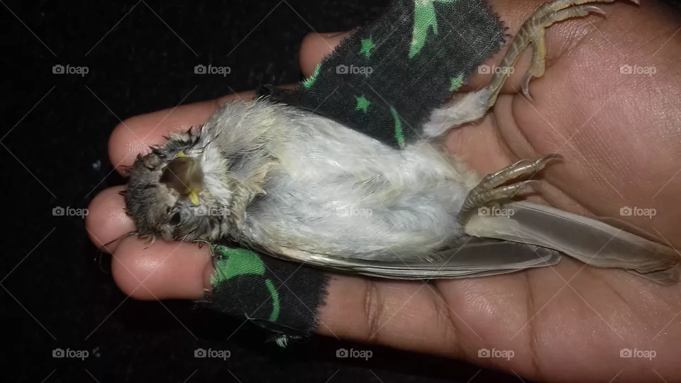 A bird got dead due to me.So pleasing sorry from it