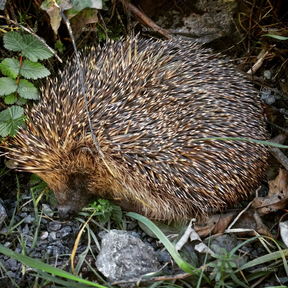 Hedgehog catching some zzzz
