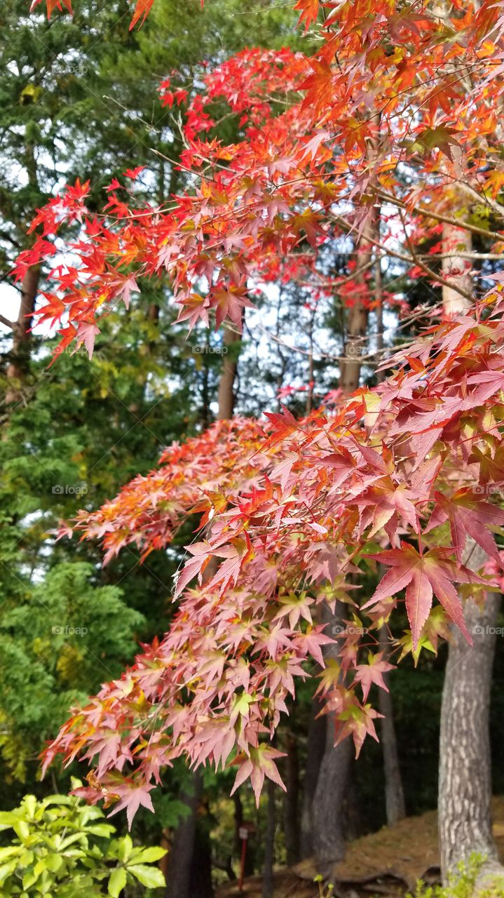 Fall foliage