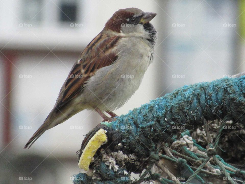 Sparrow perched on lobster nets