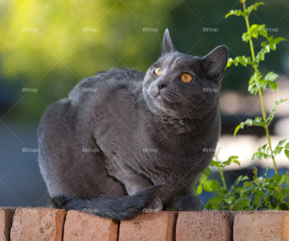 cat. bird feeder. harmless cat. interested in birds. cat. feline. pretty gray cat. by arizphotog