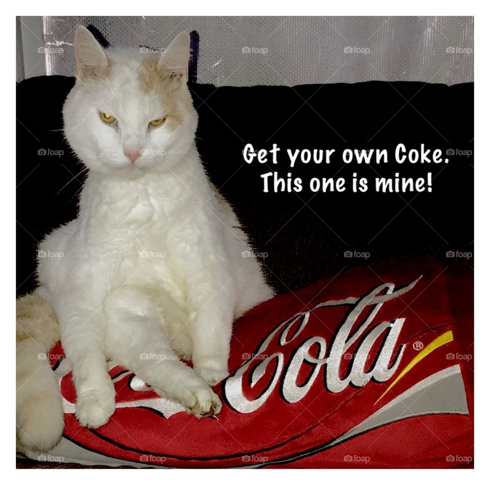 When your cat rules your home