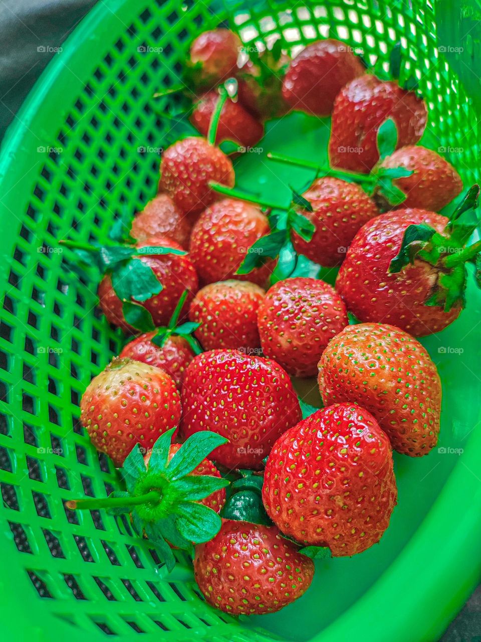 Strawberry Harvest