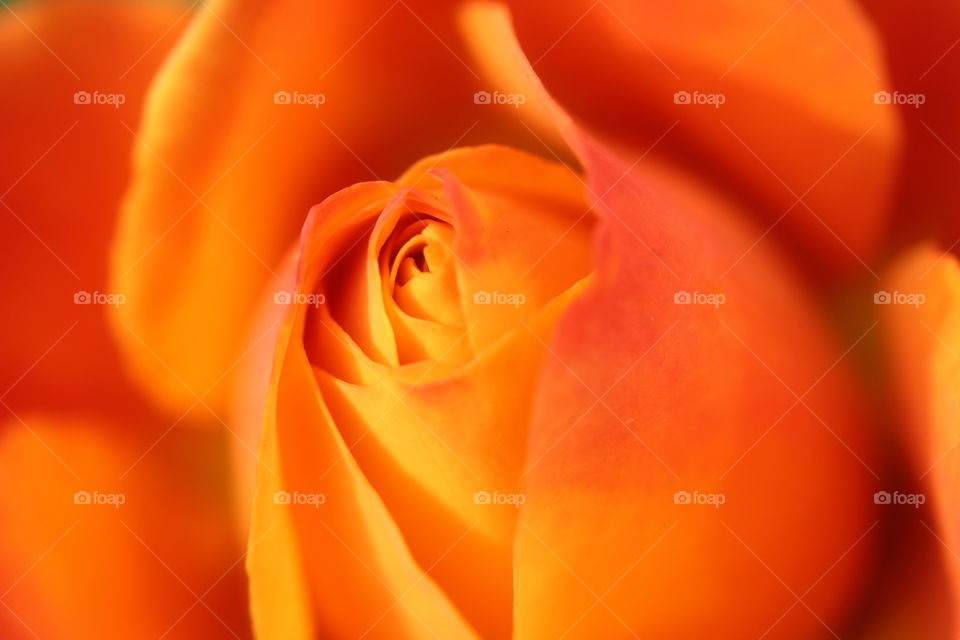 Extreme close-up of rose