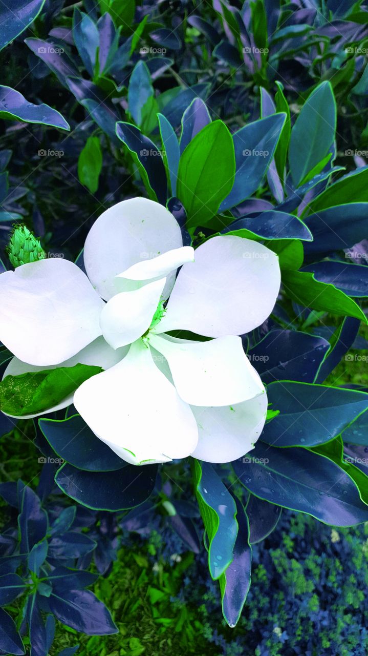 Green magnolia