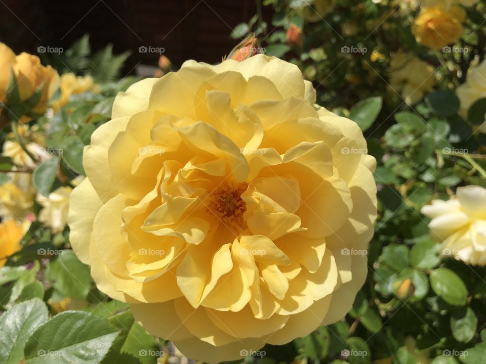Sumptuous yellow rose from our Devon, UK garden June 1st 2019