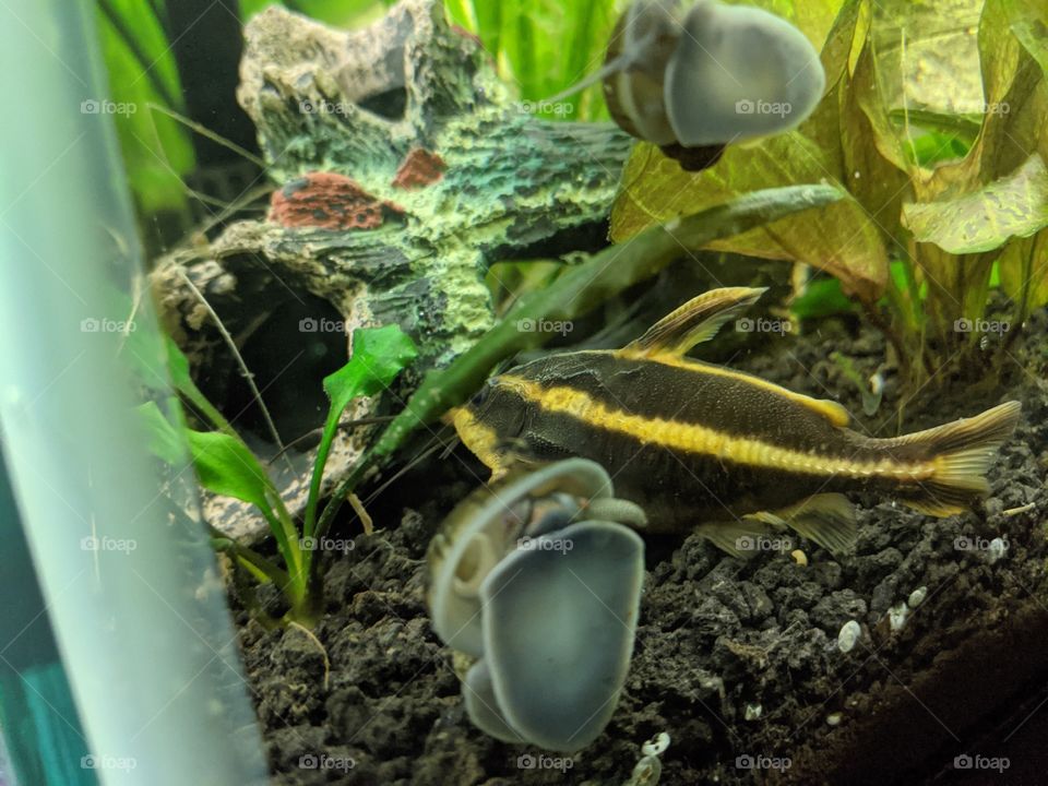 Striped Rafael Catfish