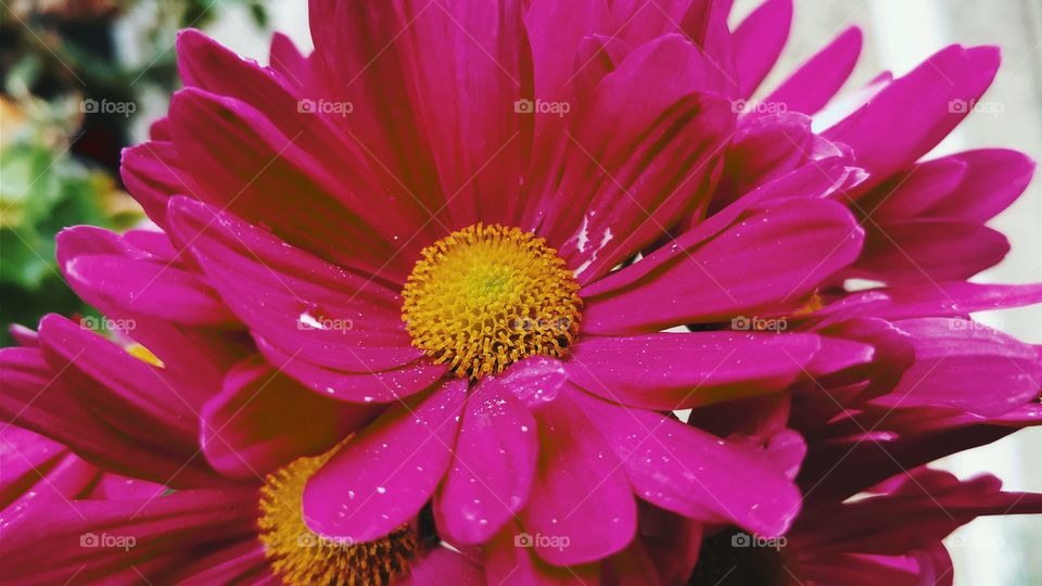 Cool Flower Closeup